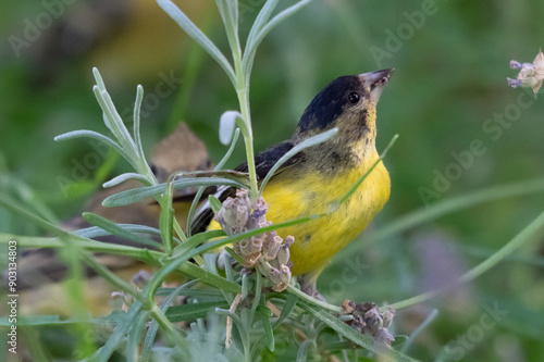 lesser goldfinch