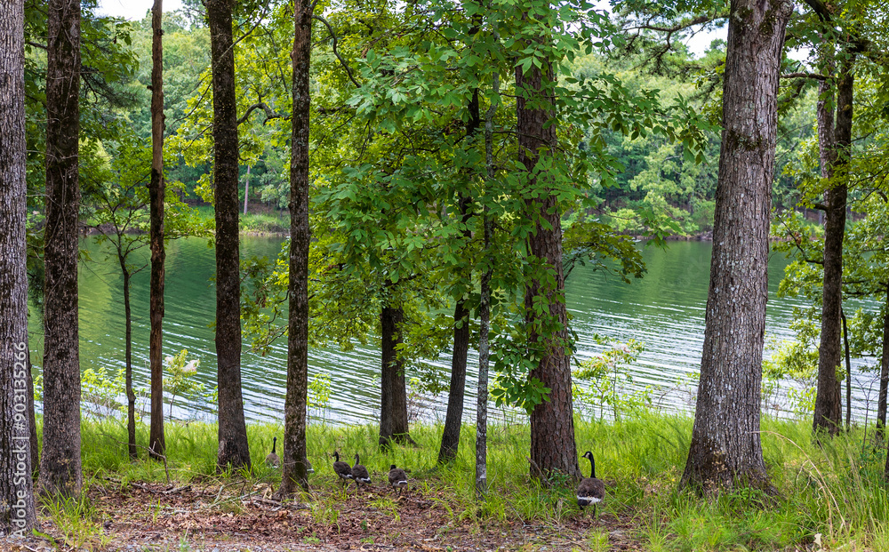 Naklejka premium Geese at the lake.