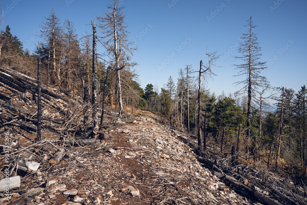 Eisenzeitliche Ringwälle am Altkönig im Taunus, Juli 2024