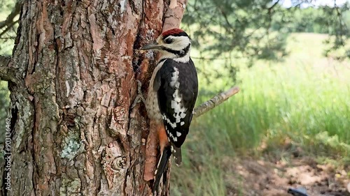 A woodpecker in its beak brought a cone to the forge on the tree to get the seeds.