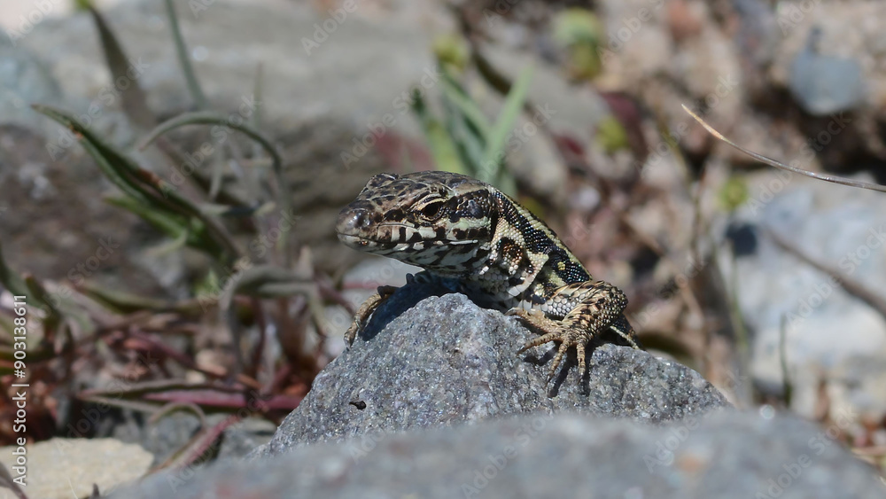 A common wall lizard (latin name Podarcis muralis), sitting on a stone A common wall lizard (latin name Podarcis muralis), sitting on a stone