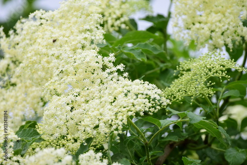  Elderflower flowers branch close-up over green blurred background. Elderflower cordial, Sambucus nigra photo