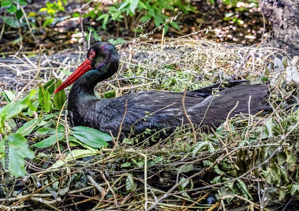 the black stork breeding in peace