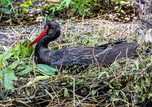 Obraz na płótnie
the black stork breeding in peace w salonie