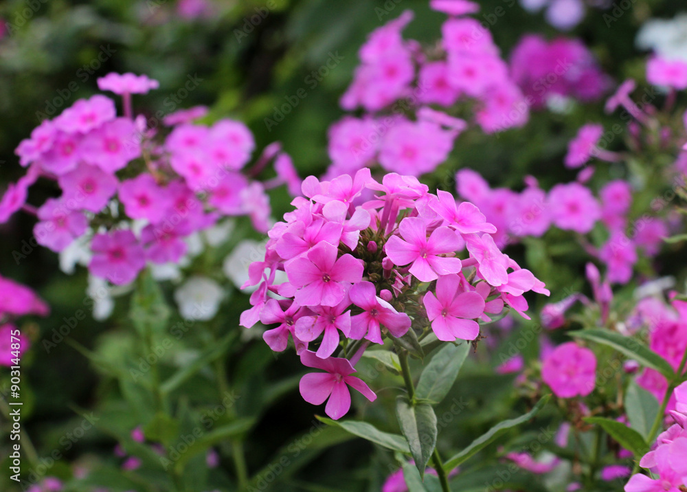 In the summer, phloxes bloom in the garden In the summer, phloxes bloom in the garden