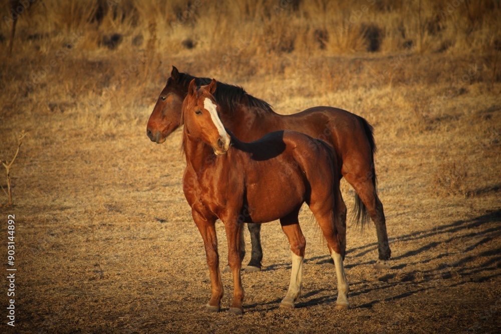horses horses