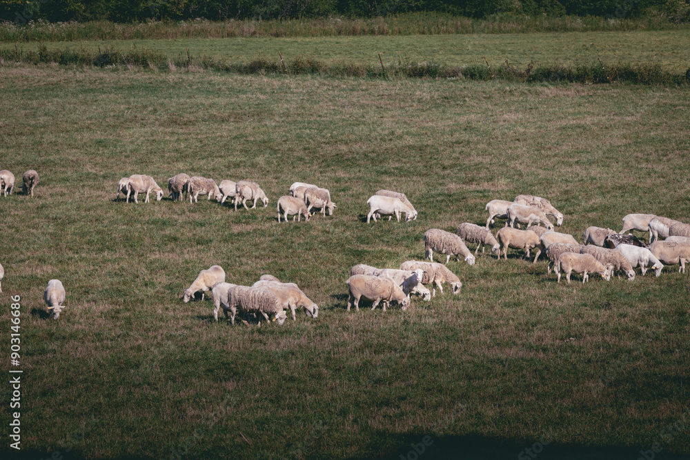 Fototapeta premium Sheep grazing in rural Wisconsin