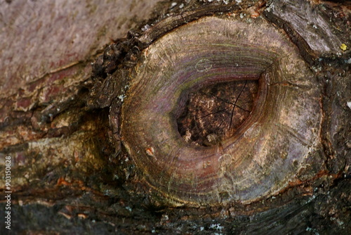 The knot created on the bark of a tree after cutting a branch; callus on a tree trunk.