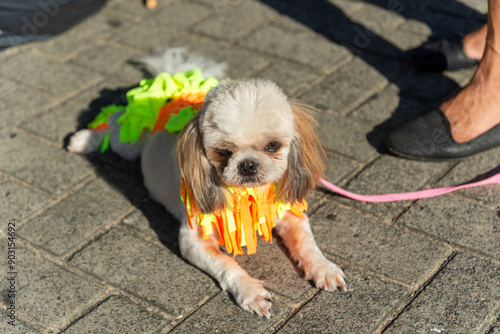 Dogs are seen parading in costumes at the Farol da Barra in the city of Salvador, Bahia. photo