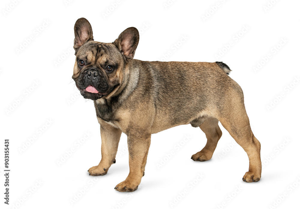 French bulldog dog standing isolated on white background. The cable of a small young brown dog. French bulldog dog standing isolated on white background. The cable of a small young brown dog.