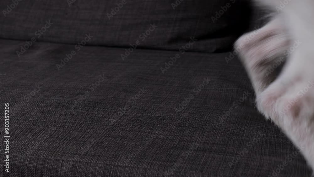 The Jack Russell Terrier dog is lying on a grey sofa, close-up. Suddenly, the sleeping dog wakes up and runs away from the couch. The Jack Russell Terrier dog is lying on a grey sofa, close-up. Suddenly, the sleeping dog wakes up and runs away from the couch.