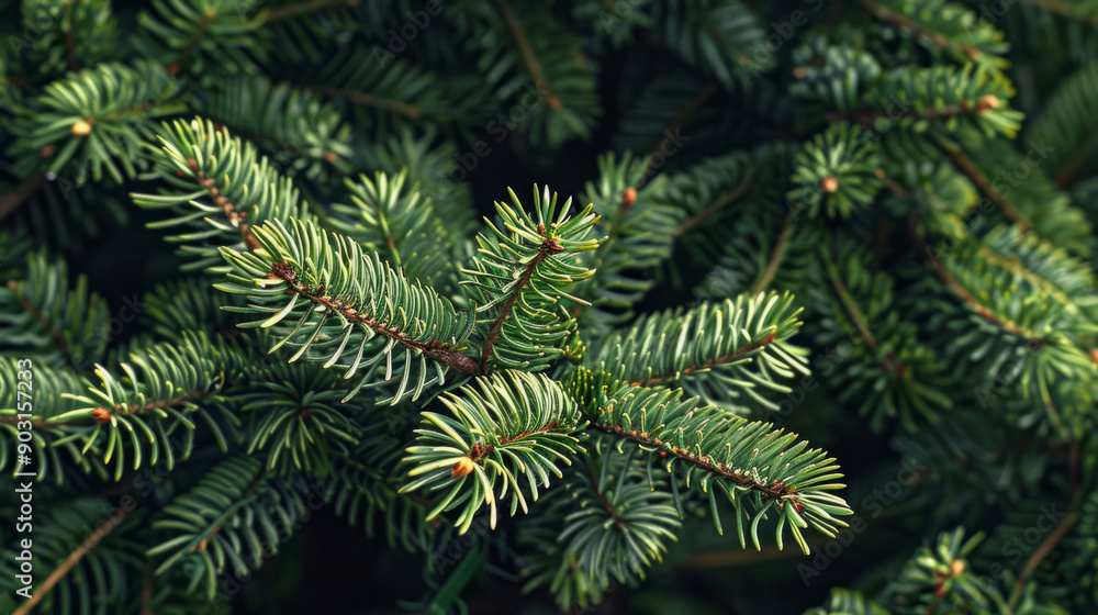 Prickly fir branches grow on the tree and warm sunlight falls on them. Prickly fir branches grow on the tree and warm sunlight falls on them.