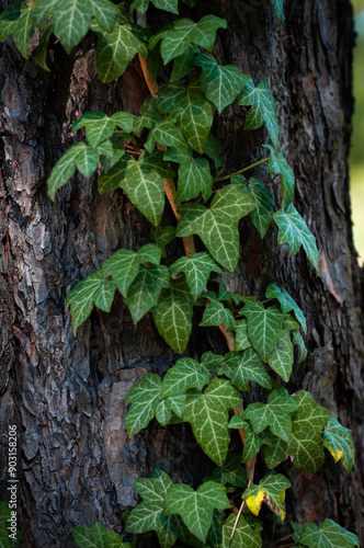 flourishing ivy plants crawling over bark of tree in natural environment