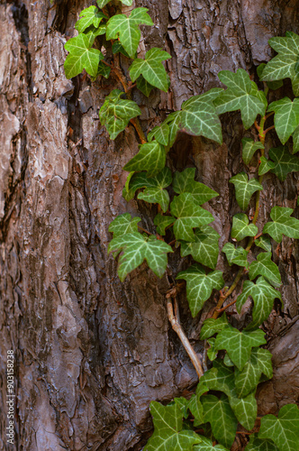 close-up view of ivy vines intertwining with textured bark of tree