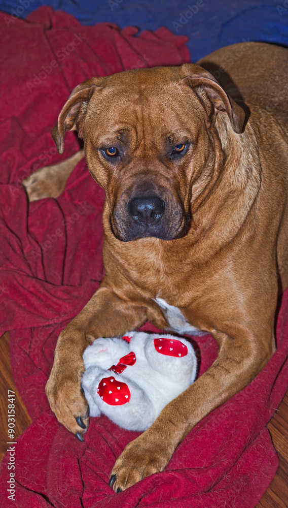 Boerboel with toy 6663