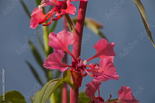 Elegant Clarkia Clarkia unguiculata 6727