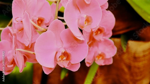 Blooming Pink Orchids in a Tropical Garden During a Sunny Afternoon