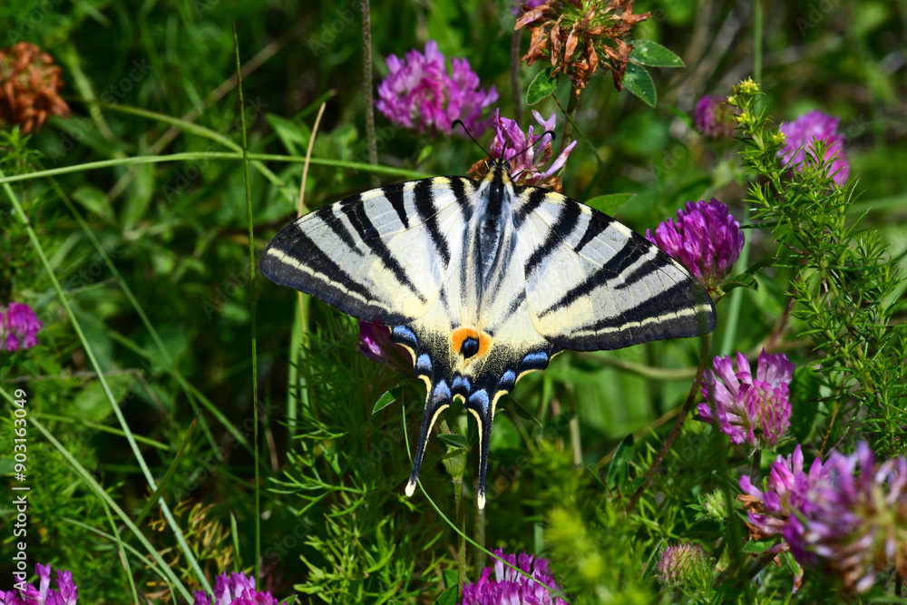 Segelfalter // Scarce swallowtail (Iphiclides podalirius) - Blidinje Naturpark, Bosnien-Herzegowina Segelfalter // Scarce swallowtail (Iphiclides podalirius) - Blidinje Naturpark, Bosnien-Herzegowina
