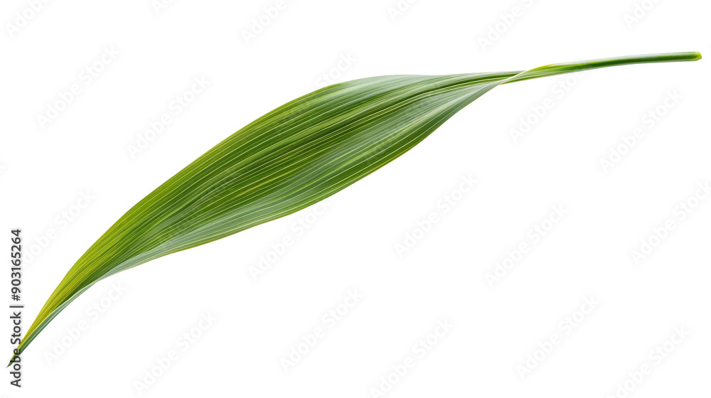 one single grass blade leaf on white background one single grass blade leaf on white background
