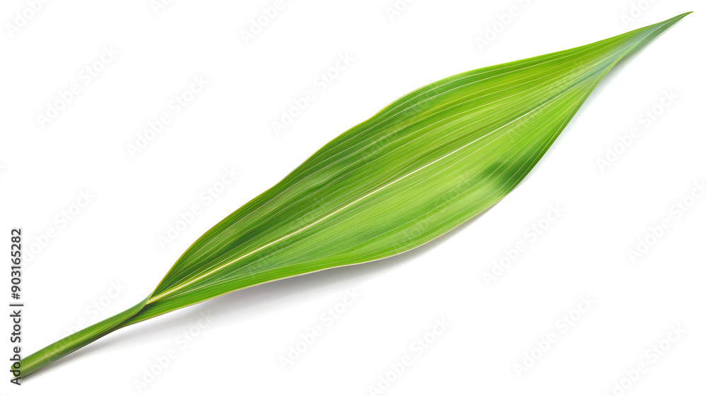 one single grass blade leaf on white background one single grass blade leaf on white background