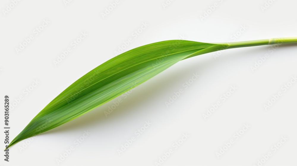 one single grass blade leaf on white background one single grass blade leaf on white background