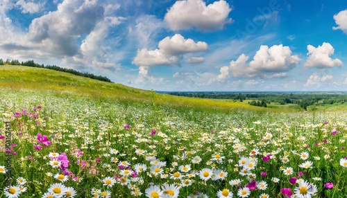 Beautiful summer colorful panoramic landscape of flower meadow with daisies against blue sky