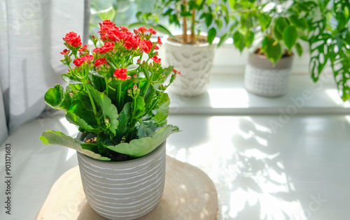 Fotografie Kalanchoe potted plant with vibrant red flowers sits on a wooden coaster in a bright room