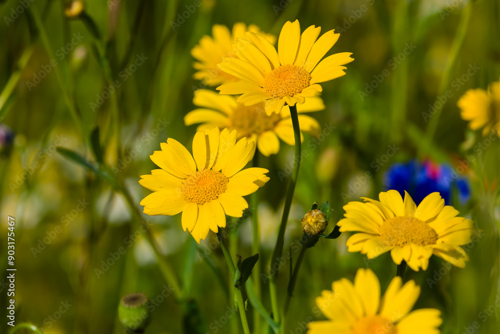 Fototapeta premium Close-up of colorful wildflowers in a meadow