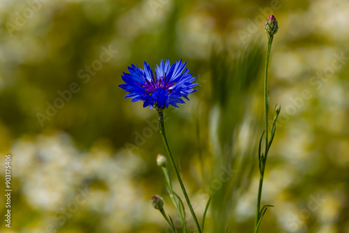 Wallpaper Mural Close-up of colorful wildflowers in a meadow Torontodigital.ca