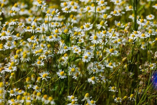 Close-up of colorful wildflowers in a meadow photo