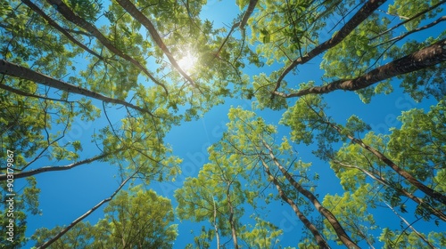 Branches of a rubber plantation reaching toward the clear sky at noon photo