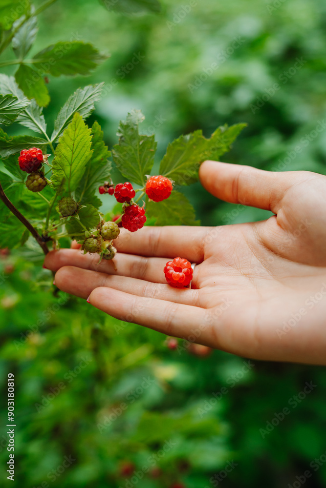 Close up of a woman's hands picking up wild raspberries in the forest Close up of a woman's hands picking up wild raspberries in the forest