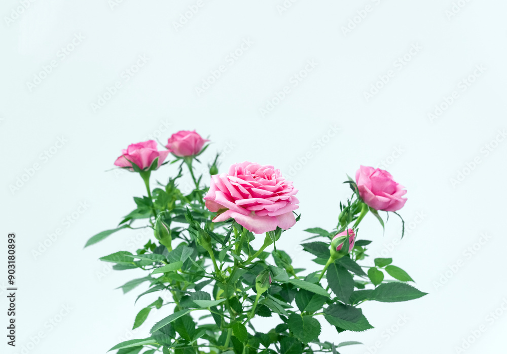 Obraz premium Pink rose bush on light background. Concept of growing flowers at home. Flower postcard. Selective focus, copy space