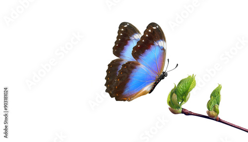 tropical blue morpho butterfly on bright young spring leaves isolated on whit...