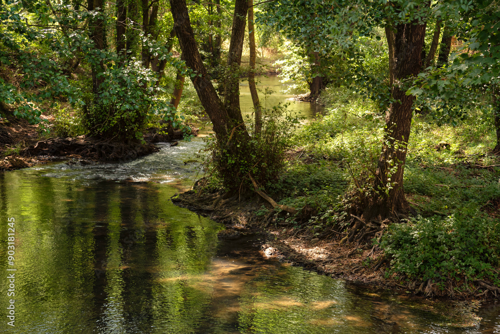 A stream of water runs through a forest with trees on either side A stream of water runs through a forest with trees on either side
