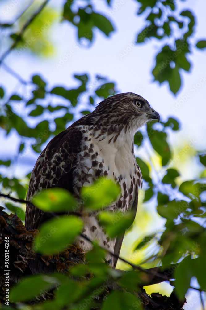 Northern Harrier Hawk (Circus cyaneus) in North America Northern Harrier Hawk (Circus cyaneus) in North America