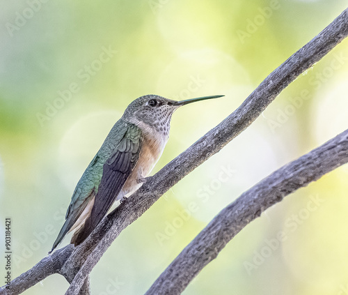 Broad-tailed hummingbird in natural environment (not in captivity)