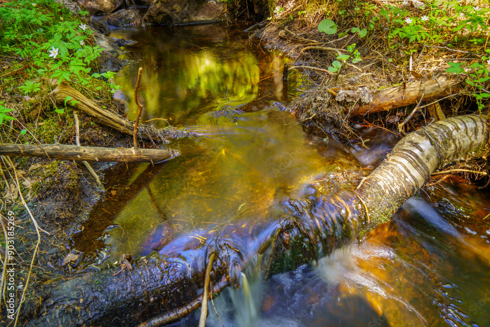 Obraz premium Wild Stream in the Heart of the Forest