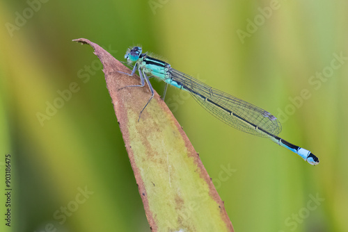 Φωτογραφία Blue-tailed damselfly - Ischnura elegans - Lantaarntje