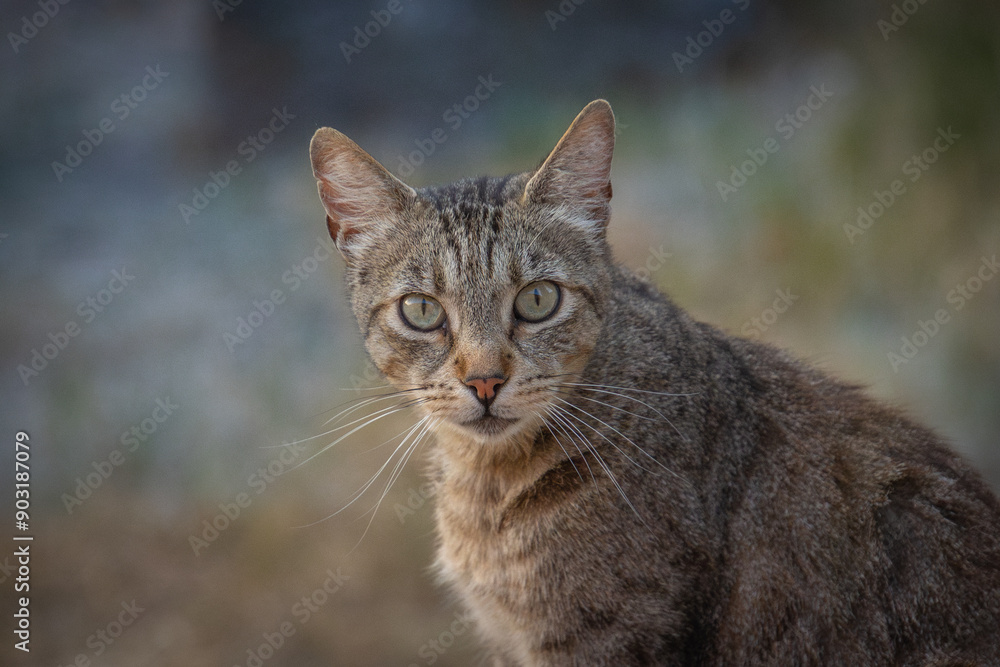 portrait d'un chat tigré, en gros plan portrait d'un chat tigré, en gros plan