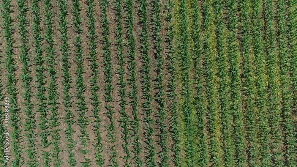 Aerial View Of Neatly Planted Rows Of Green Crops In A Field, Showcasing Uniform Growth And Rich Soil Patterns Under Clear Skies. High quality 4k footage Aerial View Of Neatly Planted Rows Of Green Crops In A Field, Showcasing Uniform Growth And Rich Soil Patterns Under Clear Skies. High quality 4k footage