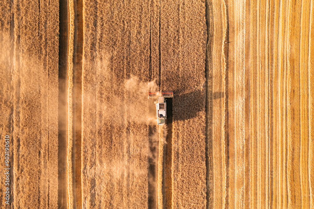 Industrial combine harvesters in agricultural field harvesting wheat. Ukraine, Europe. Industrial combine harvesters in agricultural field harvesting wheat. Ukraine, Europe.
