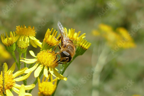 Eine Mistbiene auf einer gelben Blume photo