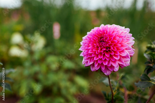 Close up of pink dahlia flower blooming in summer garden. Floral landscape background