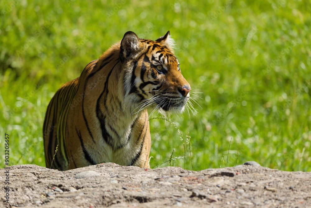 Obraz premium Tiger in Grassy Habitat