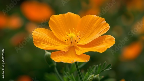 Vibrant yellow orange flower of eschscholzia lemmonii in bloom in springtime garden photo