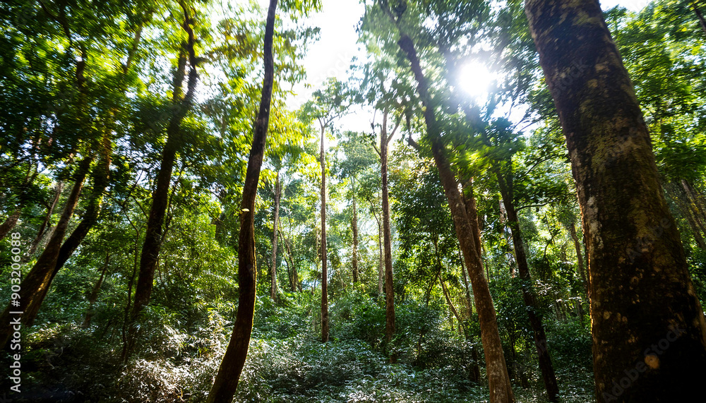 Naklejka premium Rainforest Trail with Sunlight Streaming Through the Trees