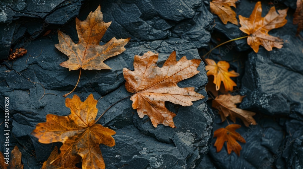 Dry leaves resting on dark rocky surface in autumn Dry leaves resting on dark rocky surface in autumn