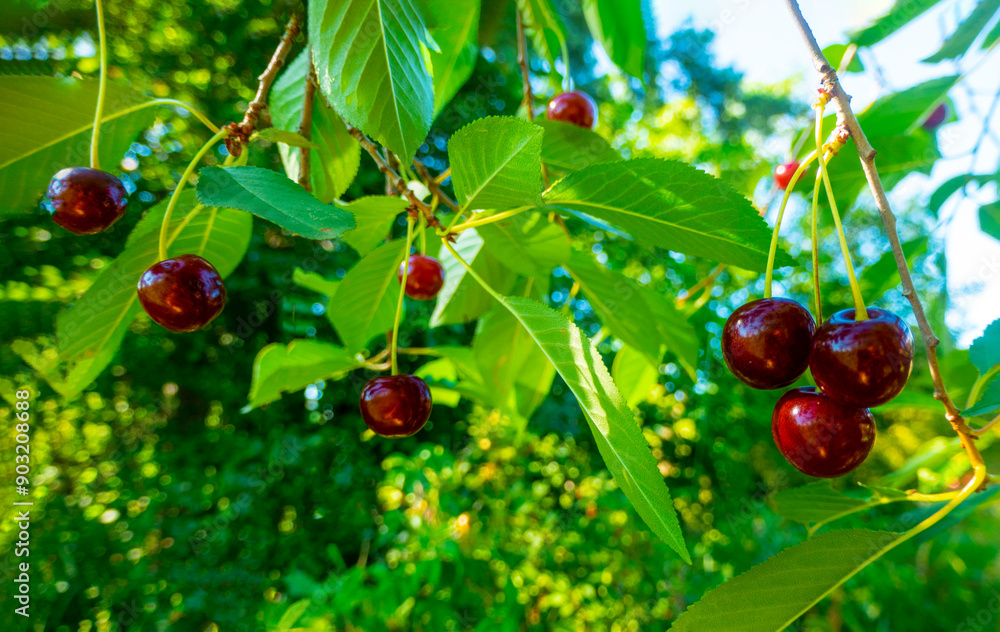 Red and sweet cherries on a branch just before harvest in early summer. High quality photo