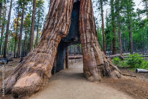The California Tunnel Tree. The tunnel was carved through the tree in 1895 to allow horse-drawn stages to pass through in Mariposa Grove, Yosemite National Park, California, USA